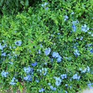 Meet your Posher, Lou